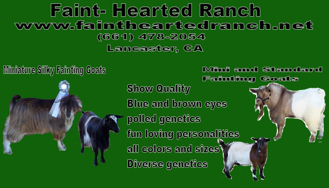 Valley of the Sun Fainting Goat Show | Faint-Hearted Ranch's Sponsor Ad
